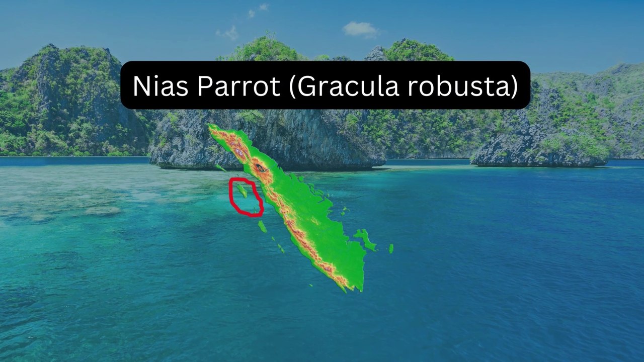 Nias Parrot (Gracula robusta)