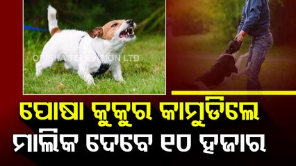 Noida imposes Rs 10,000 fine in case of dog-bite incidents