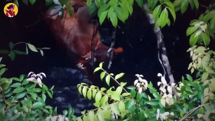 45 Pitiless Crocodiles Shocking And Killing Animals