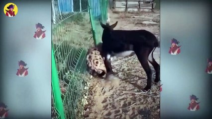 15 Hungry Predators Messing With Strong And Combative Prey