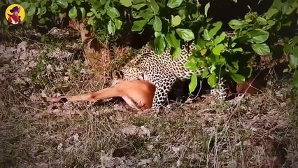 15 Predators Devouring Their Prey Caught On Camera
