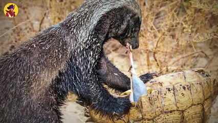 15 Merciless Honey Badgers Shocking Their Opponents