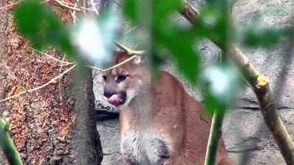 Amazing Hunts By Cougar And Mountain Lion