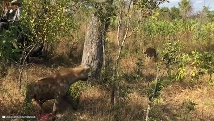 12 Times Hyenas Messed With The Wrong Animals