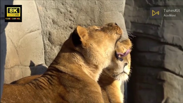 Amazing animals national geographic 8k video ultra No Copyright