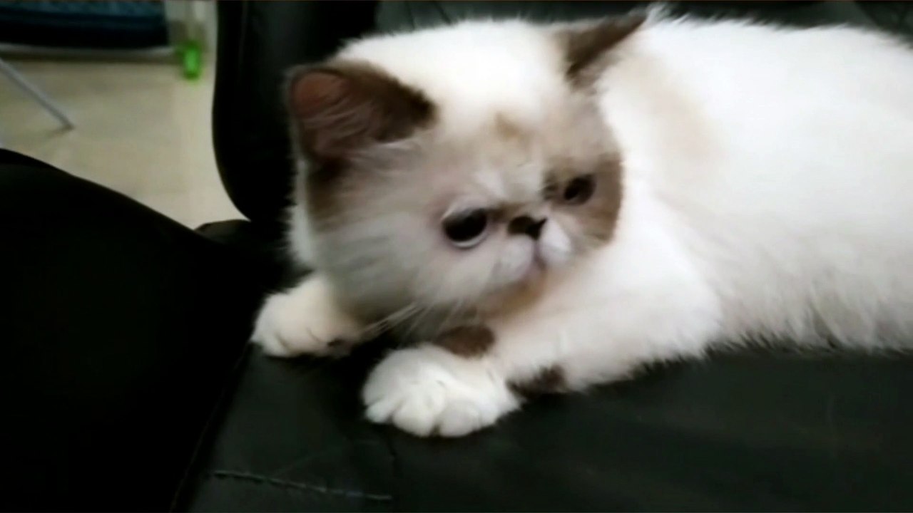 Kucing Malu Karena Hidungnya Pesek