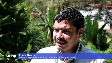 Guatemala busca resguardar el pinabete, árbol nativo en peligro por la Navidad