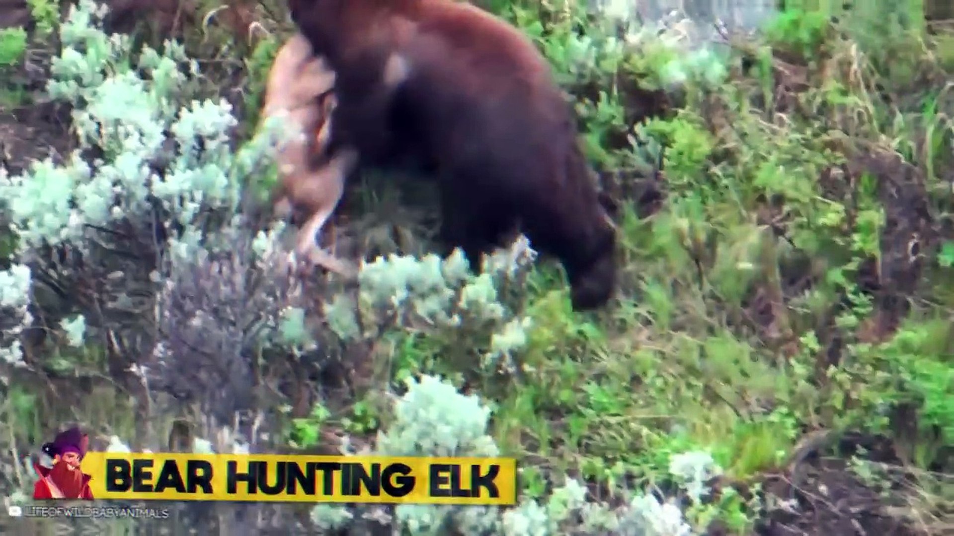 15 Wild Animals Hunting Mercilessly!!