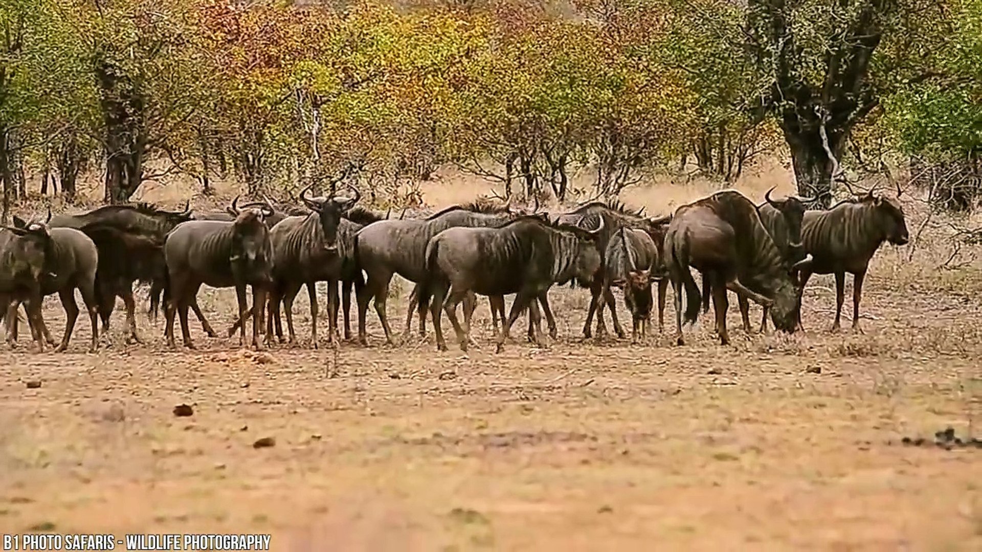 ⁣15 Fastest Animals On Planet Earth