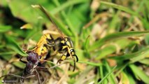 Epic Battles Between Ants And Flying Insects