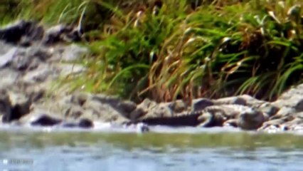 15 Moments When Animals Are Hunted Around Water!!