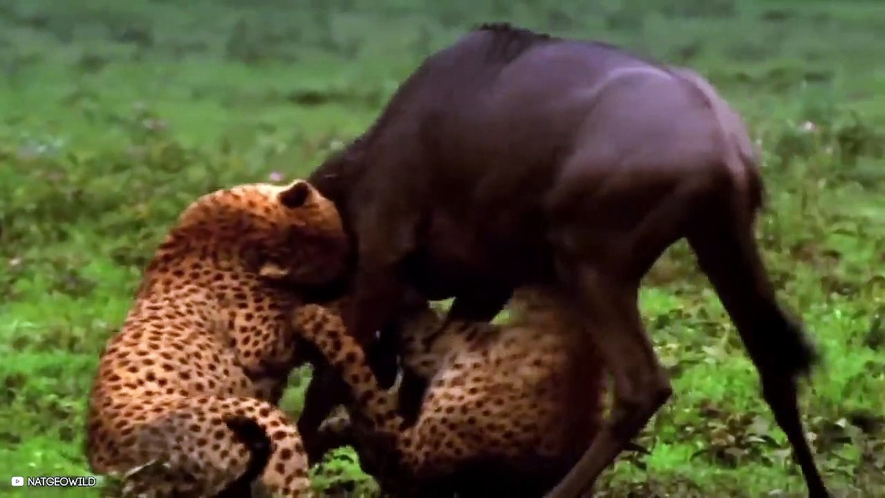 15 Curious Cheetah Cubs Trying To Hunt