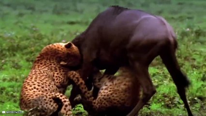 15 Curious Cheetah Cubs Trying To Hunt