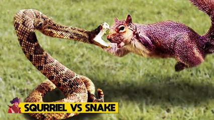 15 Times Animals Messed With the Wrong Opponent #3
