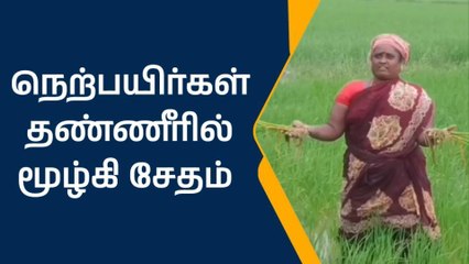 வேம்பன்குடியில் 100 ஏக்கர் நெற்பயிர்கள் தண்ணீரில் மூழ்கி சேதம்
