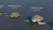 Turtle Size Comparison | 3D Animation Comparison | Real Scale Comparison of Turtle