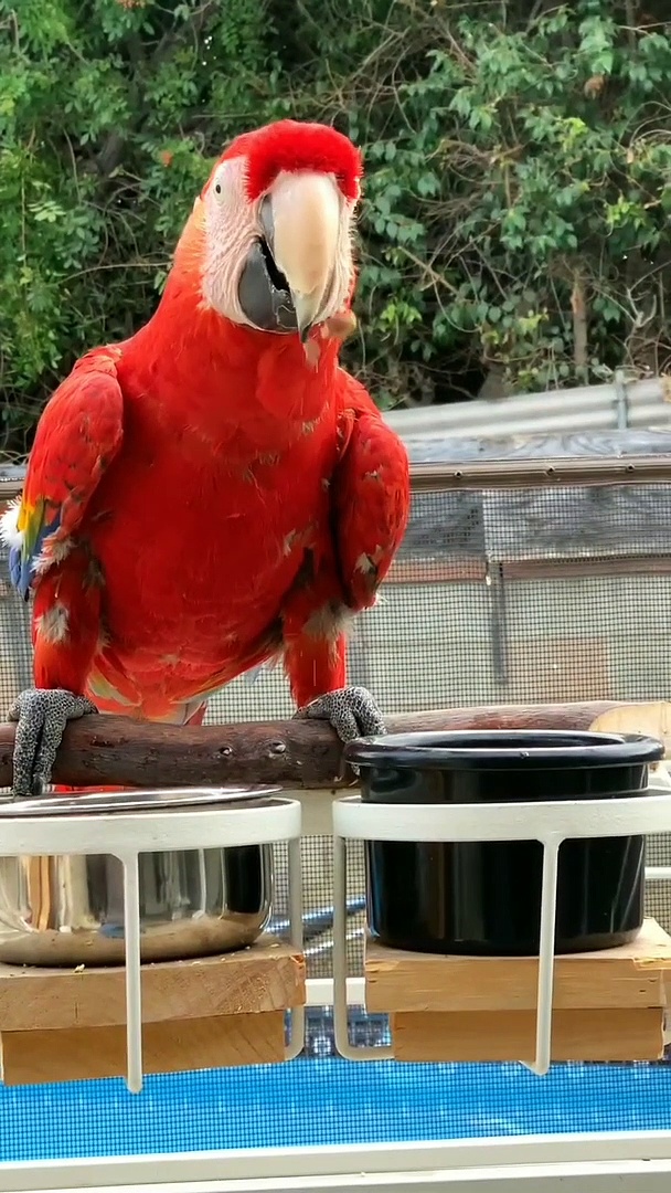 Red Macaw Talking Parrot