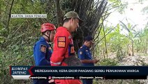 Meresahkan, Kera Ekor Panjang Serbu Permukiman Warga di Klaten