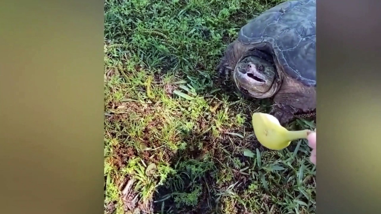 Top Funny Pet Videos - TRY NOT TO LAUGH part 1