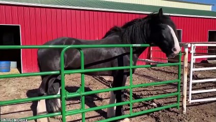 7 kuda terkuat dan terbesar di dunia