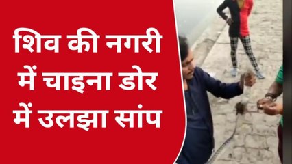 उज्जैन: शिव की नगरी में चाइना डोर में उलझे महादेव के प्रिय नागदेवता, देखे विडीयों