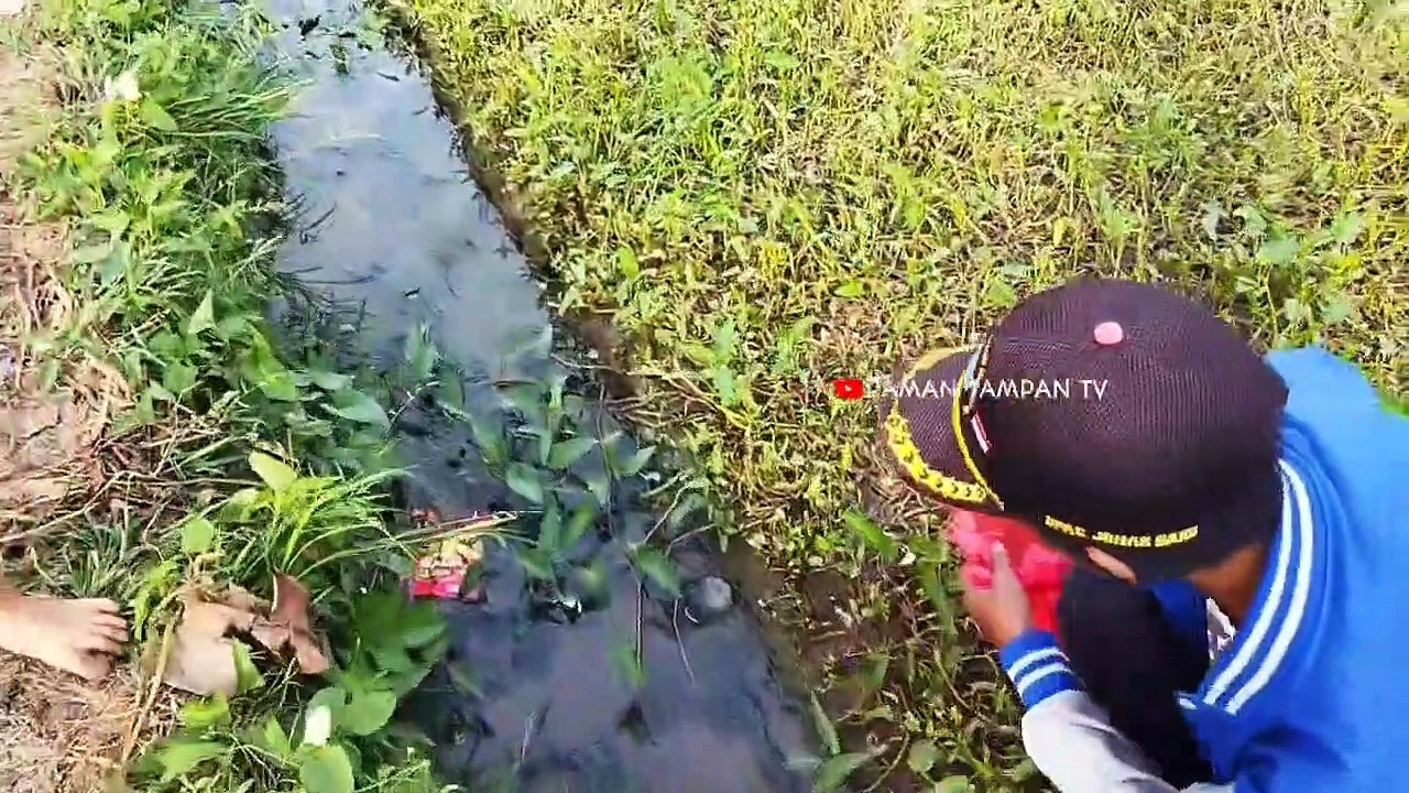 BERBURU KEONG SAWAH HASIL MELIMPAH