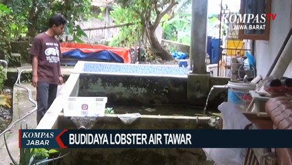 Budidaya Lobster Air Tawar Tembus Pasar Internasional