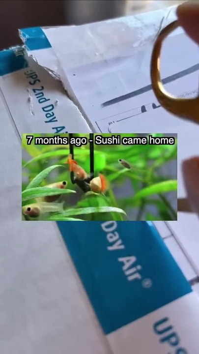 Can Fish Survive 4 days of Shipping? 