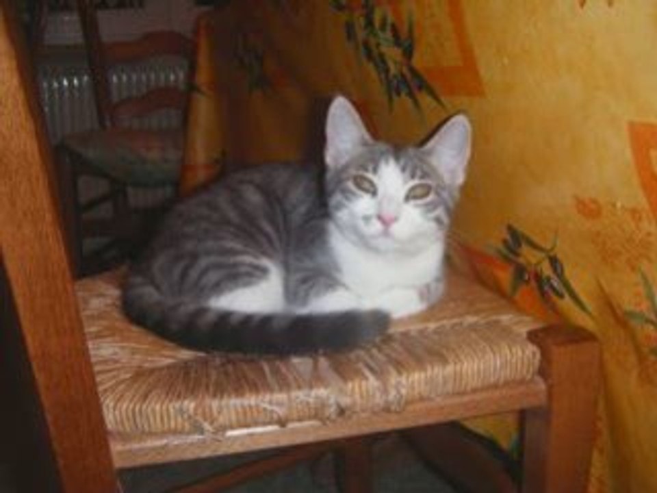 Tennis , Chats et Famille 1er au 2 mars 08