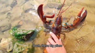 At low tide, lobsters line the beach. Pearls in blue shellfish.