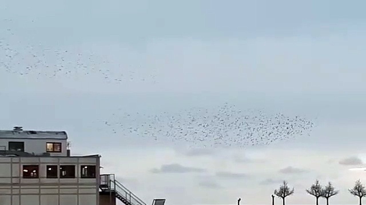 Starling murmuration