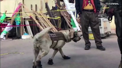 México | Fallece Frida, la labrador rescatista que salvaba a personas tras los terremotos