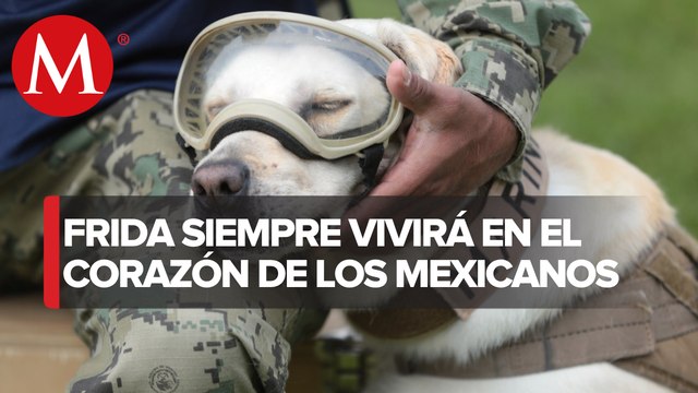 ¿Quién fue Frida, la perrita rescatista del terremoto del 19-S?