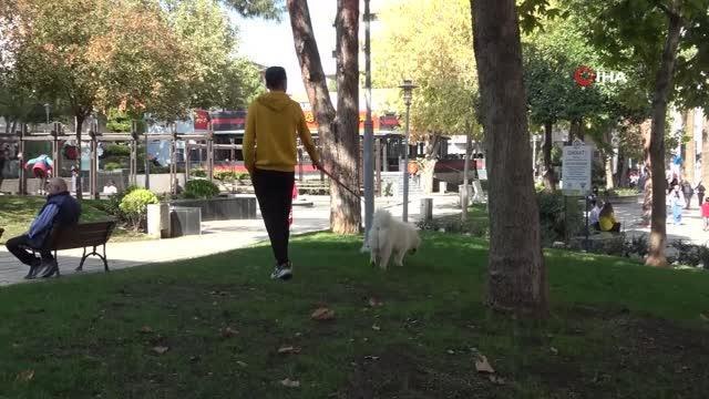 Evcil hayvanlarda mikroçip süresi daralıyor