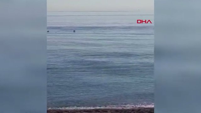 Nesli tükenmekte olan Akdeniz fokları Konyaaltı sahilini ziyaret etti