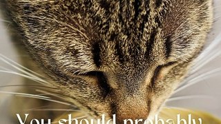 5 Facts About Cats That You Should Read Right Meow 5