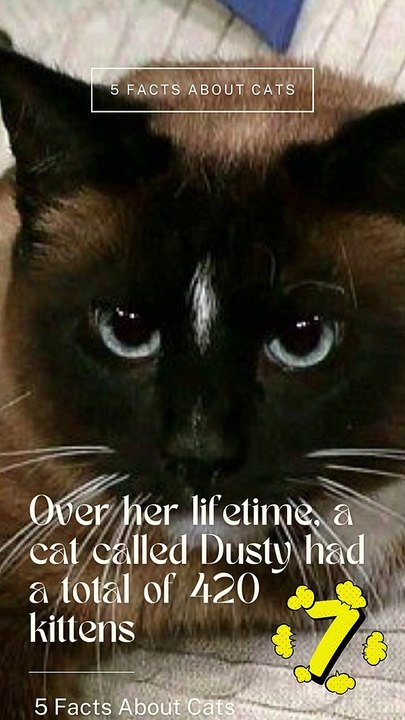 5 Facts About Cats That You Should Read Right Meow 7