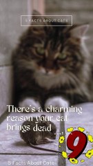 5 Facts About Cats That You Should Read Right Meow 9