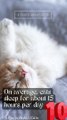 5 Facts About Cats That You Should Read Right Meow 10