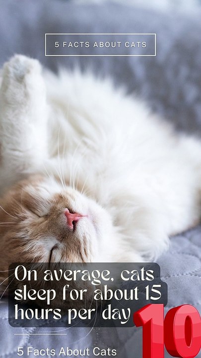 5 Facts About Cats That You Should Read Right Meow 10