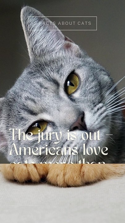 5 Facts About Cats That You Should Read Right Meow 1