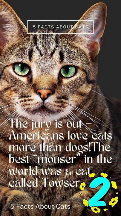 5 Facts About Cats That You Should Read Right Meow 2