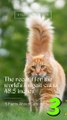 5 Facts About Cats That You Should Read Right Meow 3
