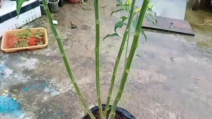PERAWATAN CABE RAWIT HIDROPONIK SISTEM GUYURPONIK DI POLYBAG AGAR BERBUAH LEBAT