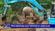 Detik-Detik Penyelamatan Anak Gajah di Riau Terperosok ke Lubang Galian
