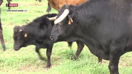 Corrida : bientôt interdite en France ?