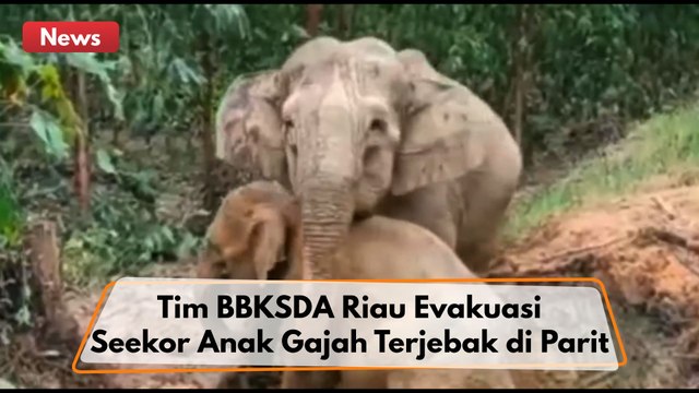 Tim BBKSDA Riau Evakuasi Seekor Anak Gajah Terjebak di Parit