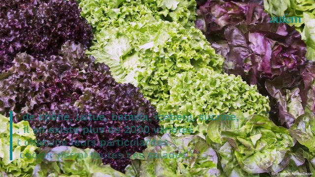 Santé : pourquoi faut-il éviter de consommer de la salade iceberg ou sucrine