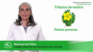 Tribulus, cuándo y cómo tomarlo - #TuFarmacéuticoInforma