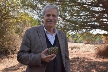 ÇAM FISTIĞI HASADI BAŞLADI, KİLOGRAM FİYATI ALTINLA YARIŞIYOR